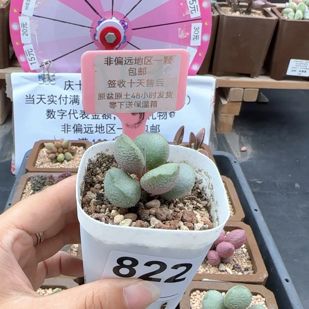 一***?822流萤多肉植物