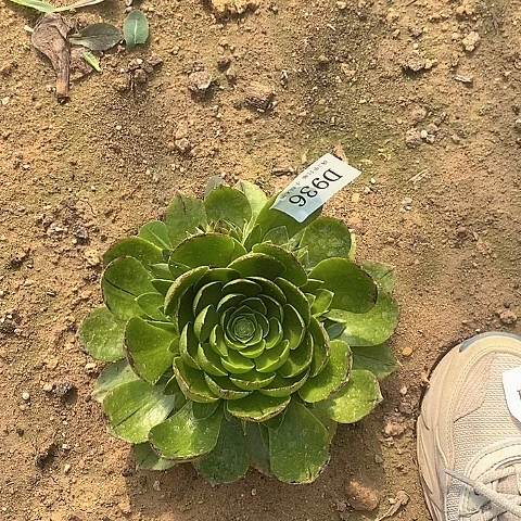 936绿魔多肉法师