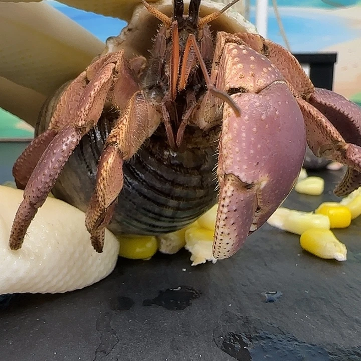 A27短腕2.6cm口径