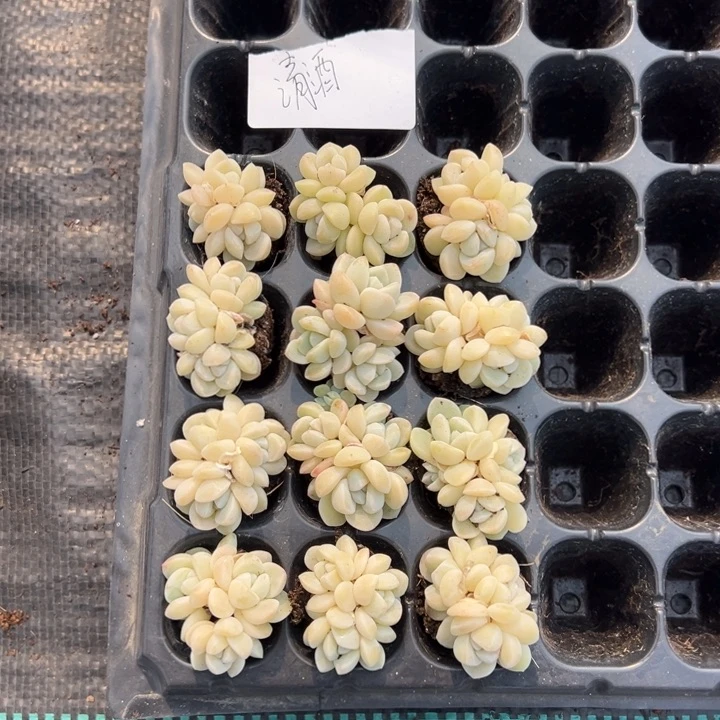 清酒专拍，不保整