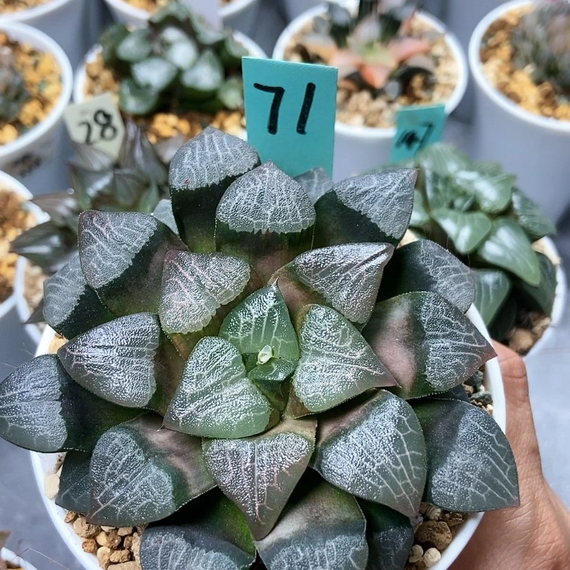 【闪购商品】光*71大黑天克