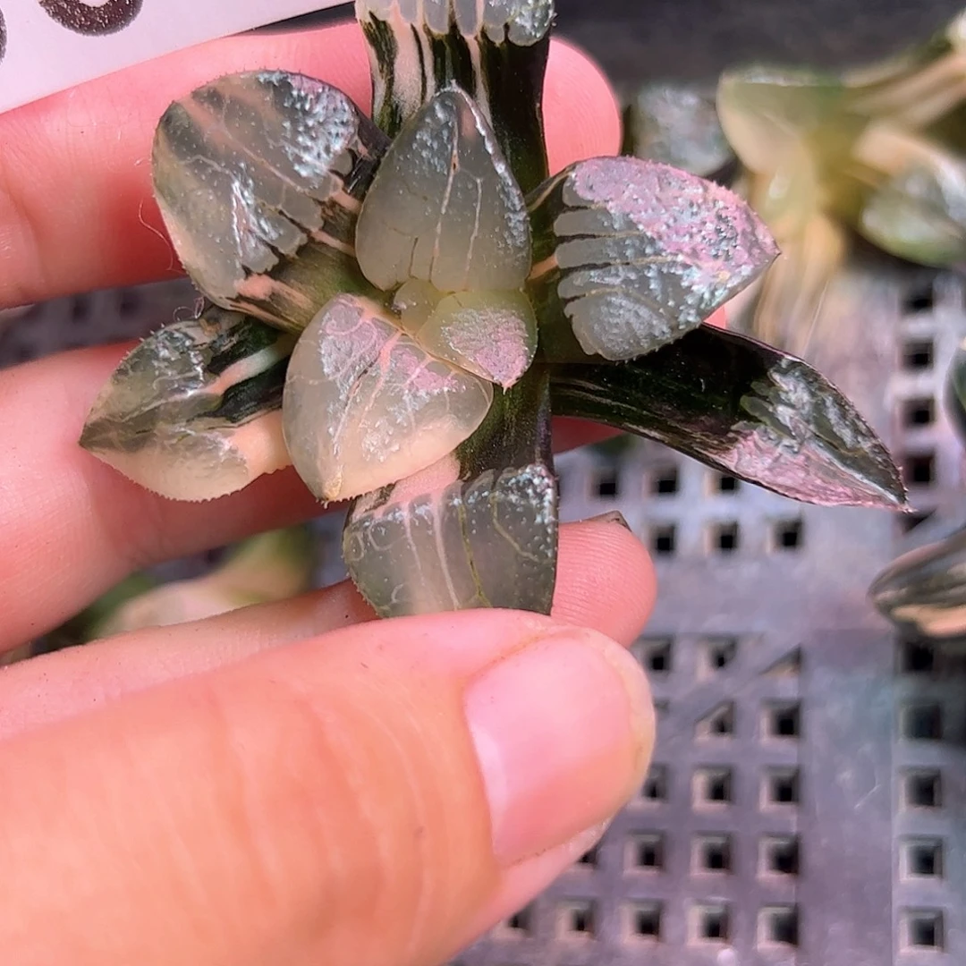 539红红火火恍恍惚惚