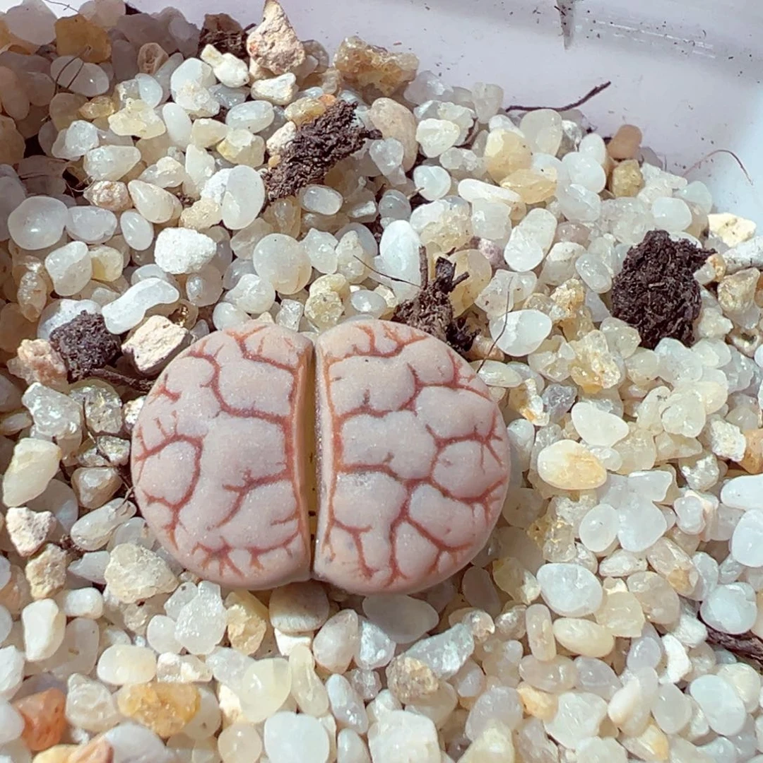 1118-343多肉多肉189荒玉