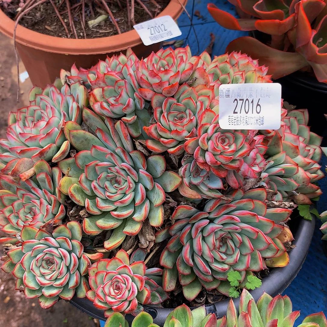 ࿐***࿐荷花27016多肉多肉