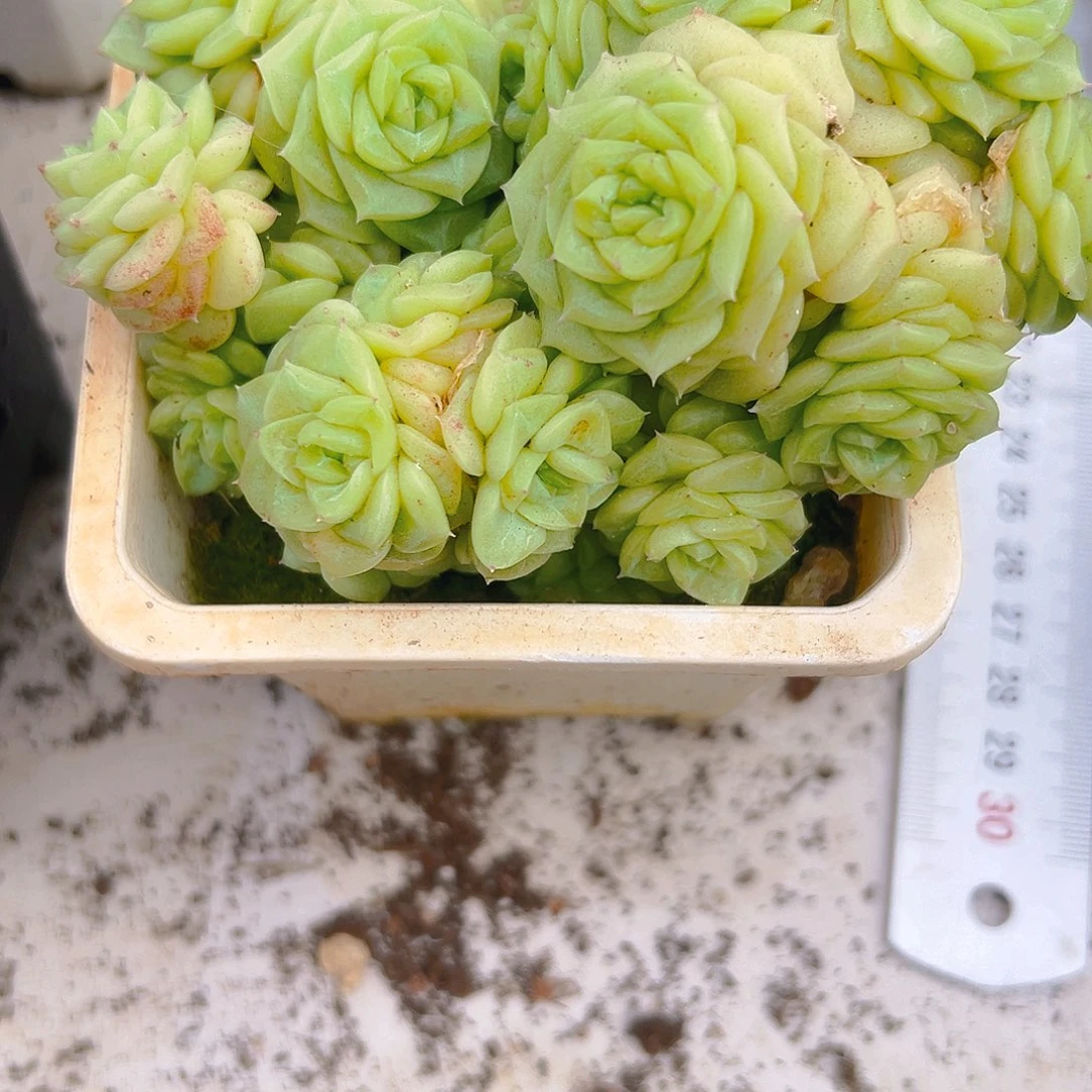 白天鹅多肉3457887655