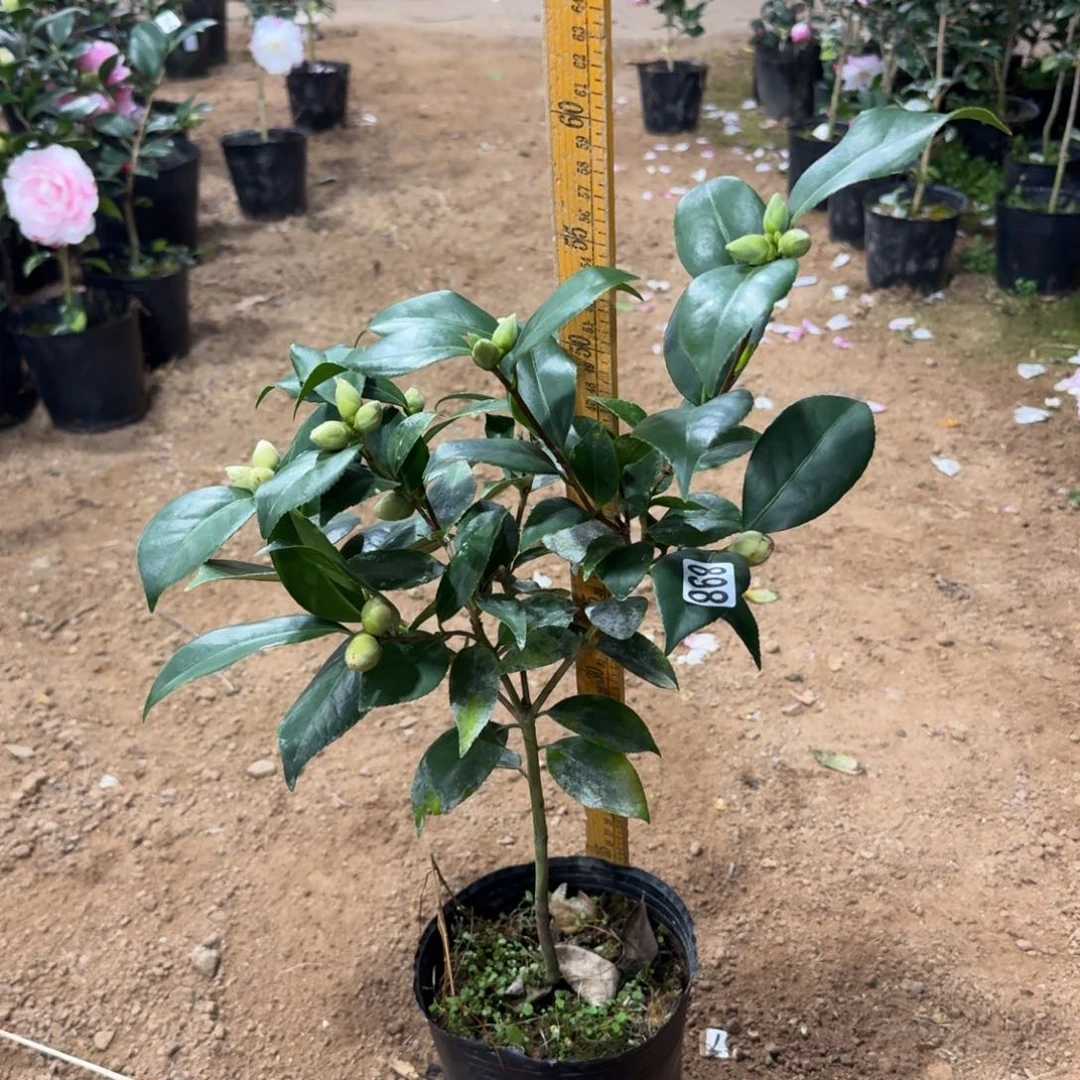 少量花朵（建议范围：2朵-5朵 或40%以下）898抓破