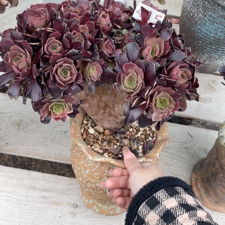 多肉葡萄等经济果品中具有优良特性