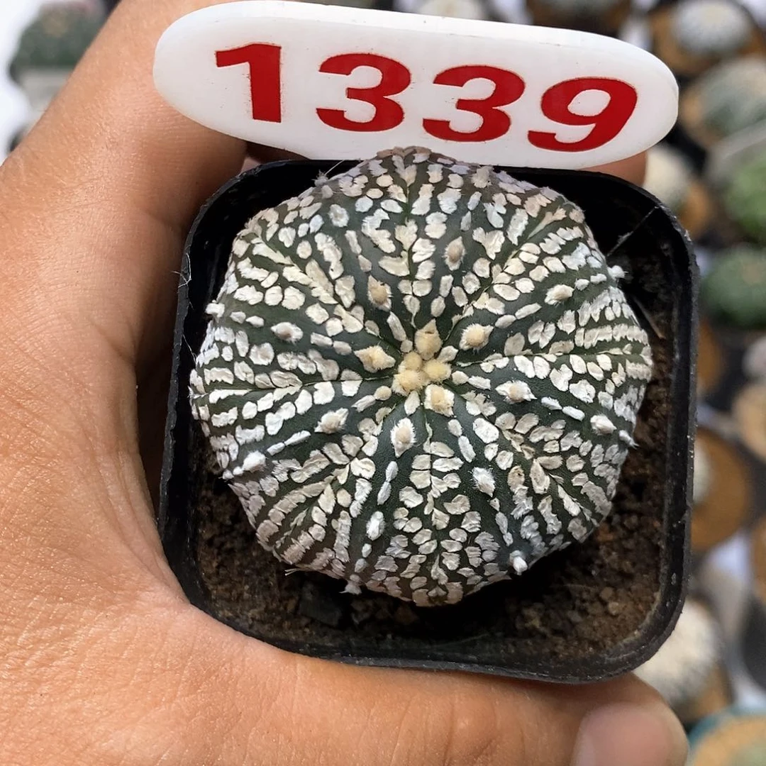 1339福利特价咯来袭