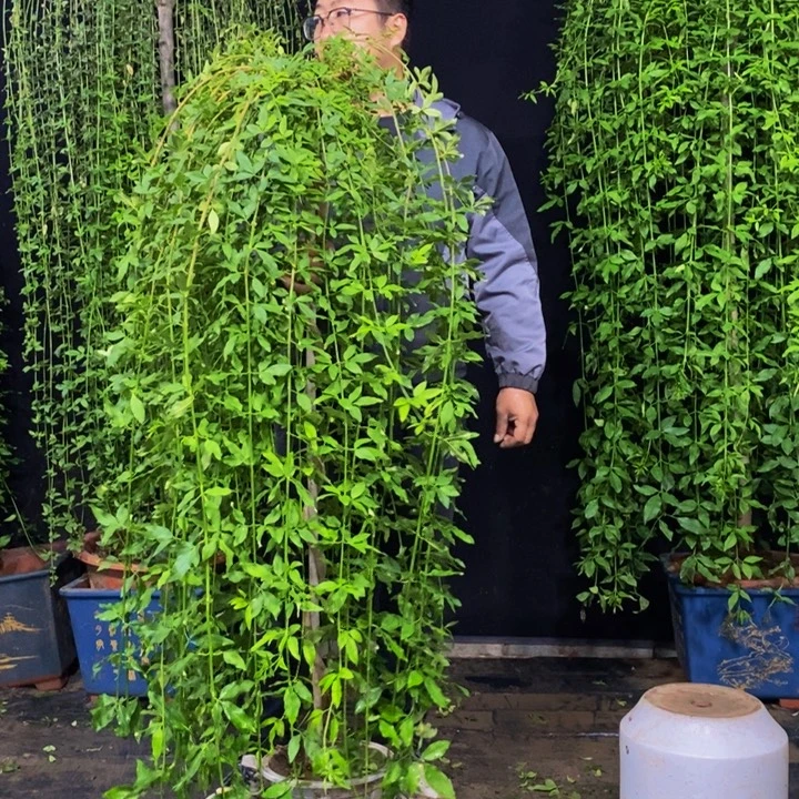 探春花，一物一拍，