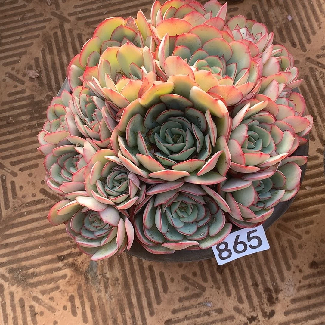 865 一物一拍多肉