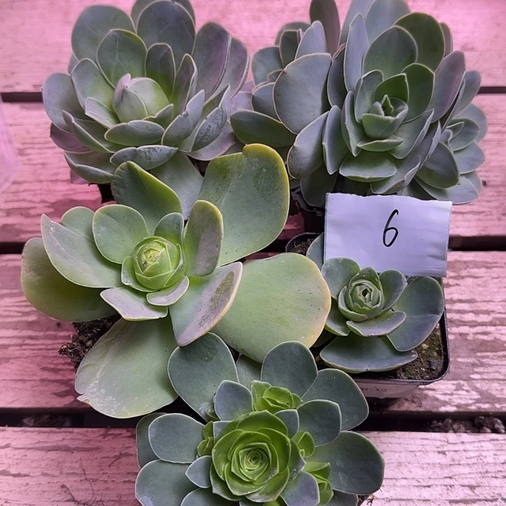 山地玫瑰一物一拍，带盆发6号