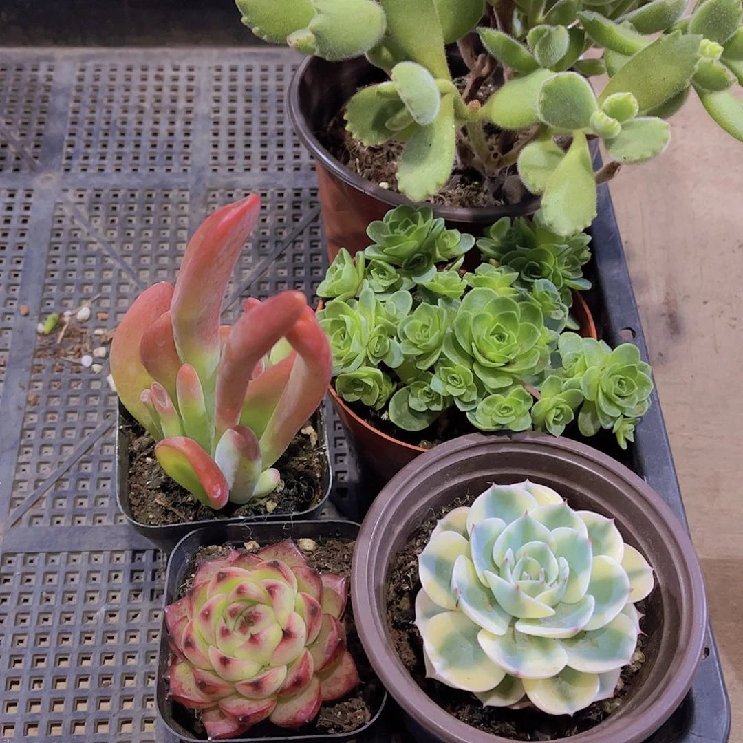 多肉605多肉植物