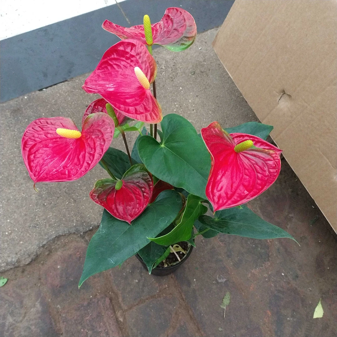 红掌盆栽带花大型客厅花卉盆栽花卉四季好养特大室内鸿运当头绿植