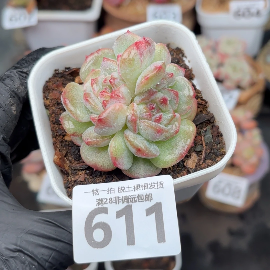 不知名无盆土发货