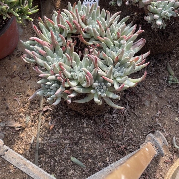 1号雪花多肉植物