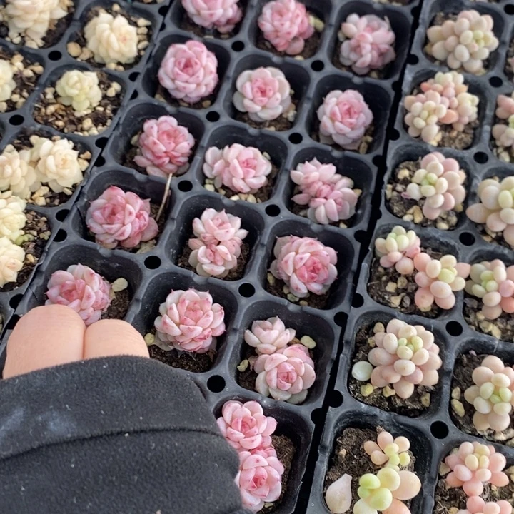 小***草122 多肉植物盆栽花卉