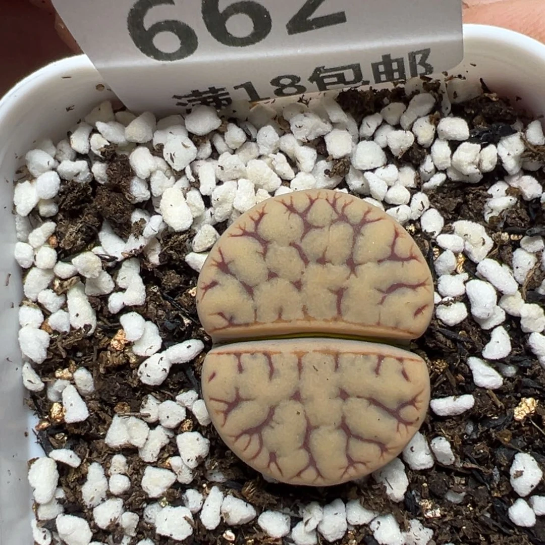 【闪购商品】662……