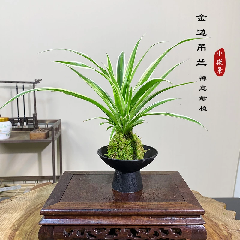 ［翊然］金边吊兰苔藓球绿植四季常青常绿桌面窗台茶桌好养耐活绿植