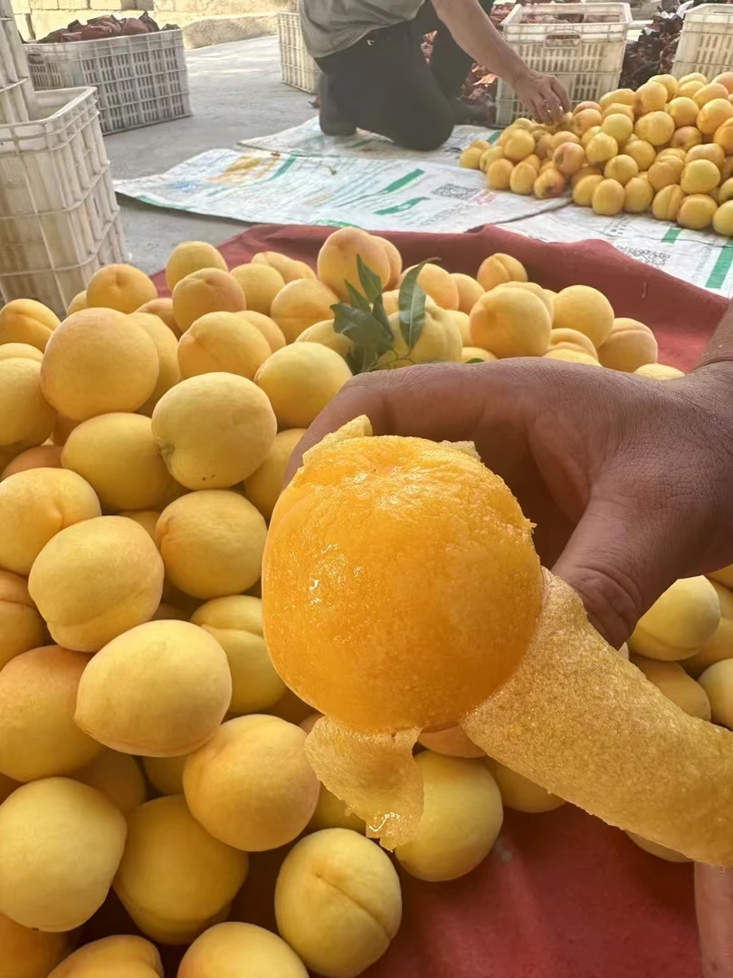 山东蒙阴离核黄金大毛桃，香甜多汁4斤装