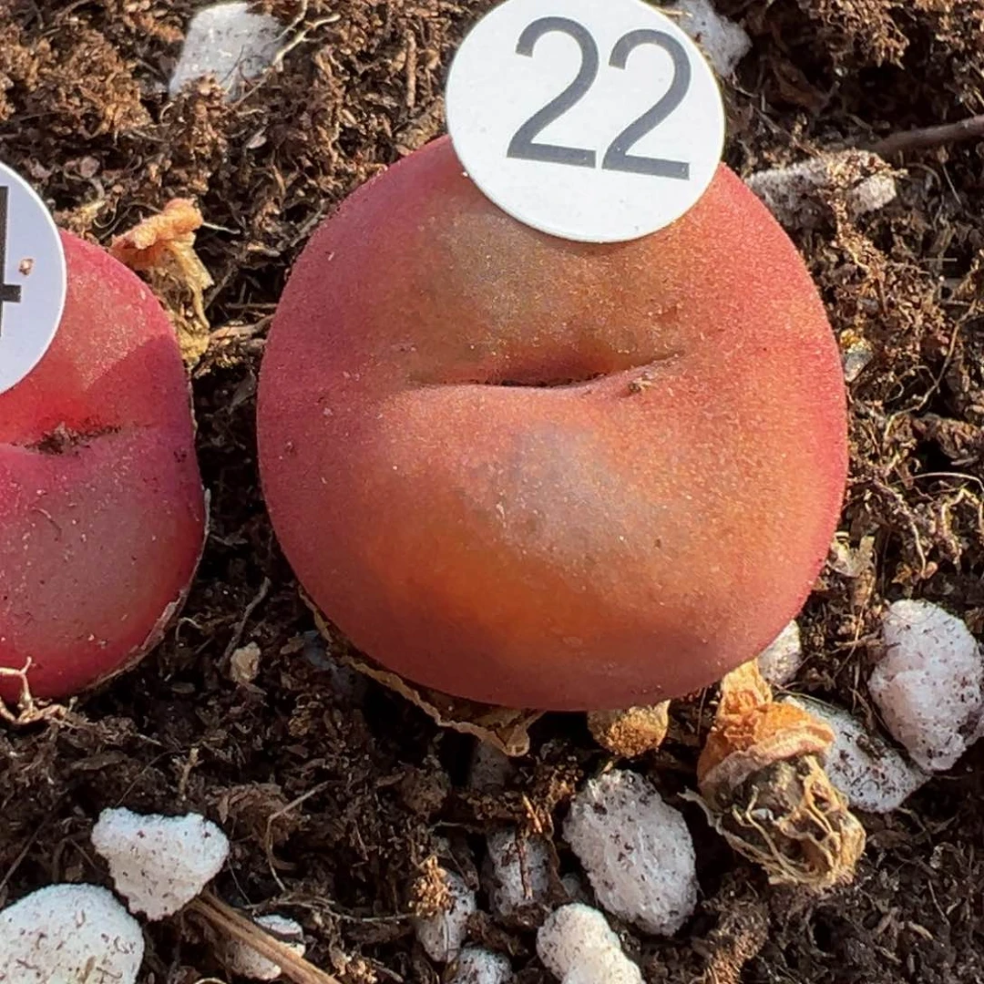 多肉植物111111111111111