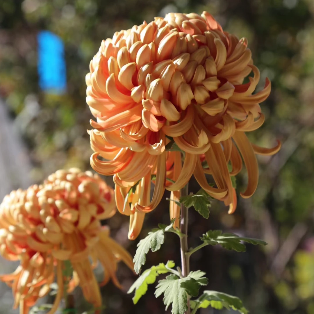 【青山古刹】9月大菊成品多年生盆栽花卉绿植耐寒耐热