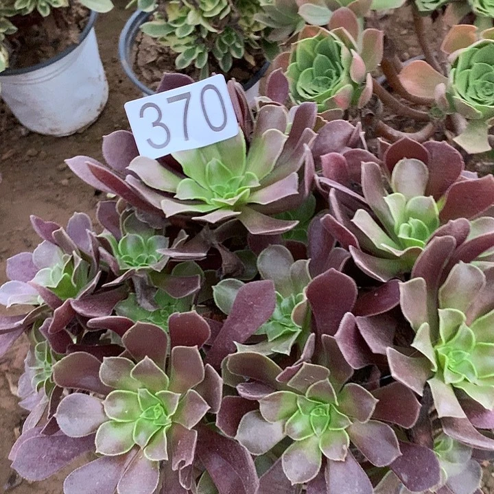 无花朵370欧子多肉植物