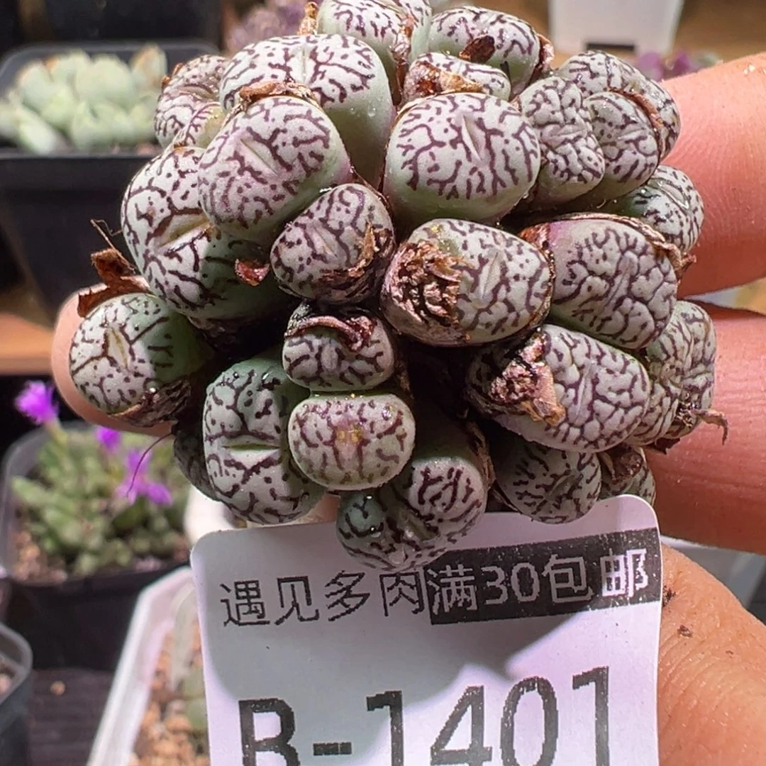多肉植物1111111111111