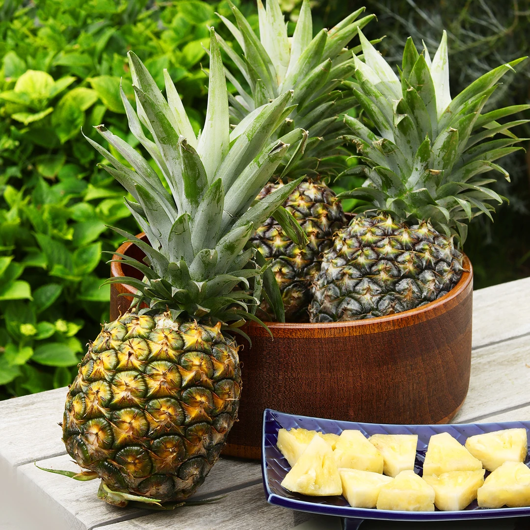 台农1号金钻凤梨