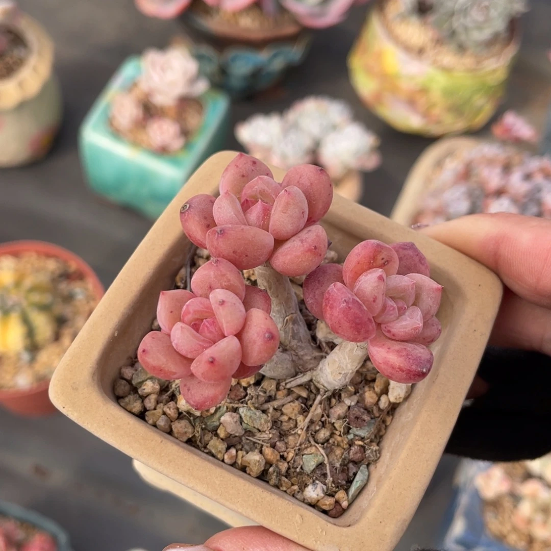 迎春老桩群生带盆