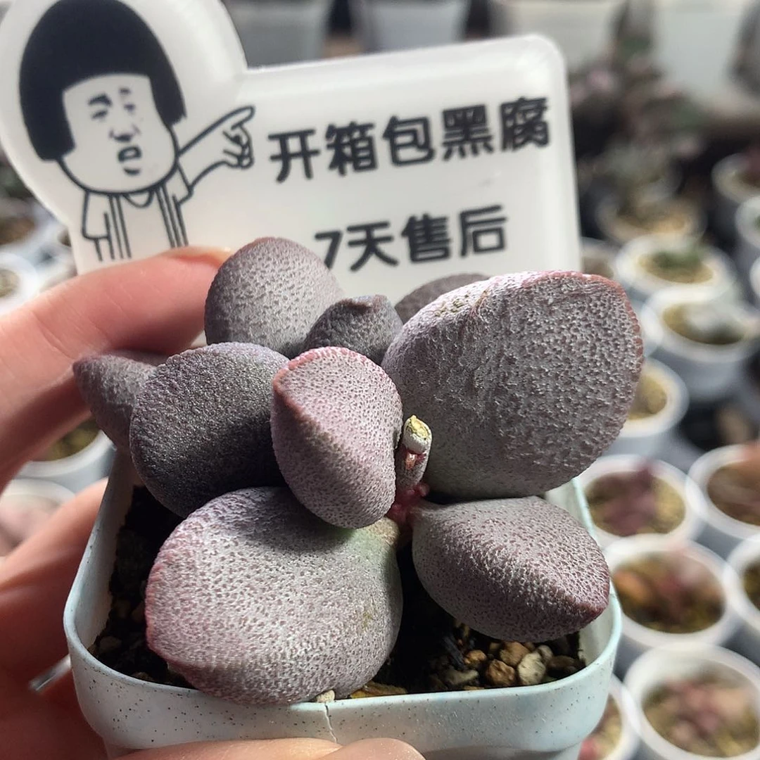 甜心母本专拍专拍专拍