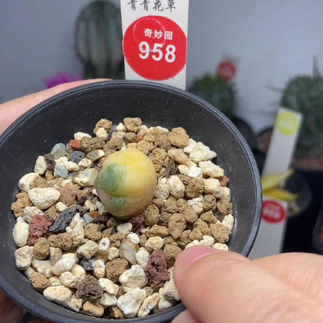 实生海鲜锦1.7cm6687