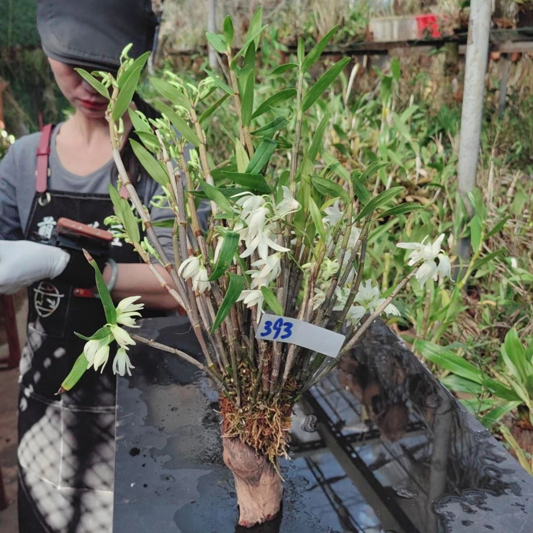 北*393铜皮花卉植物微景观