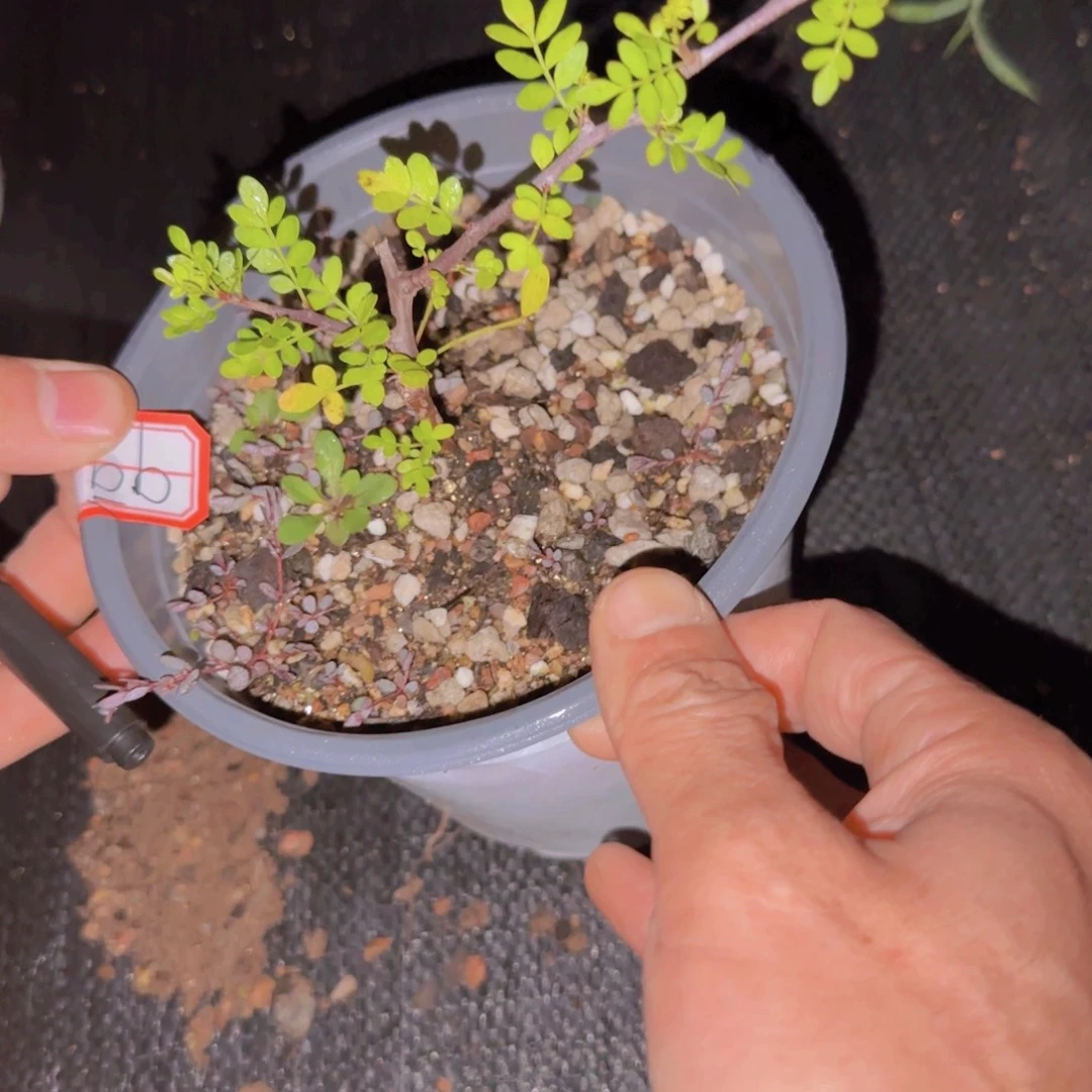 用***0块根植物块根植物