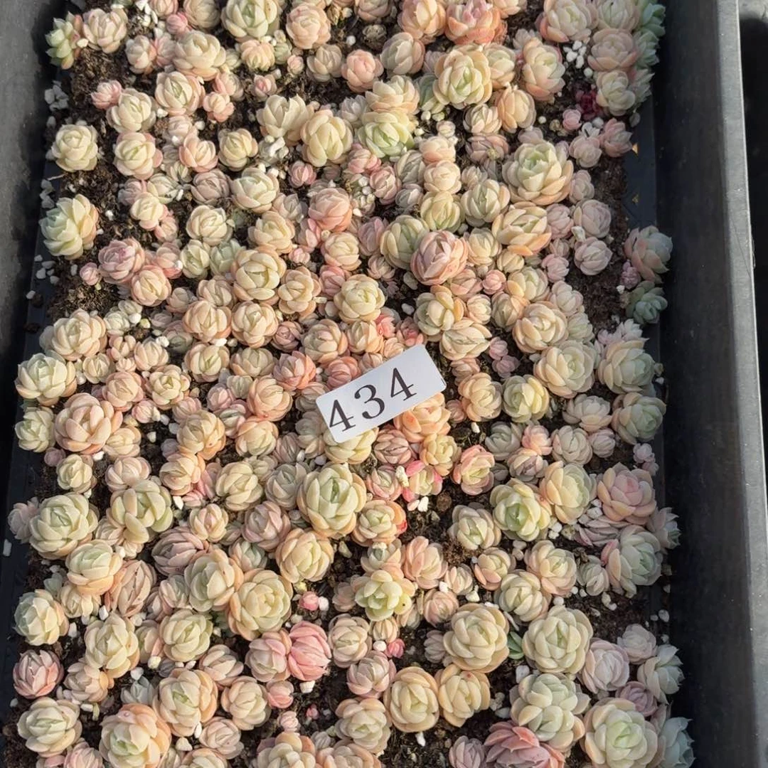 多肉植物多肉植物434