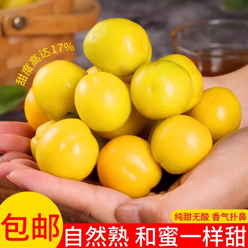 正宗山东脆甜小油杏小白杏金太阳大黄杏现摘现发新鲜水果