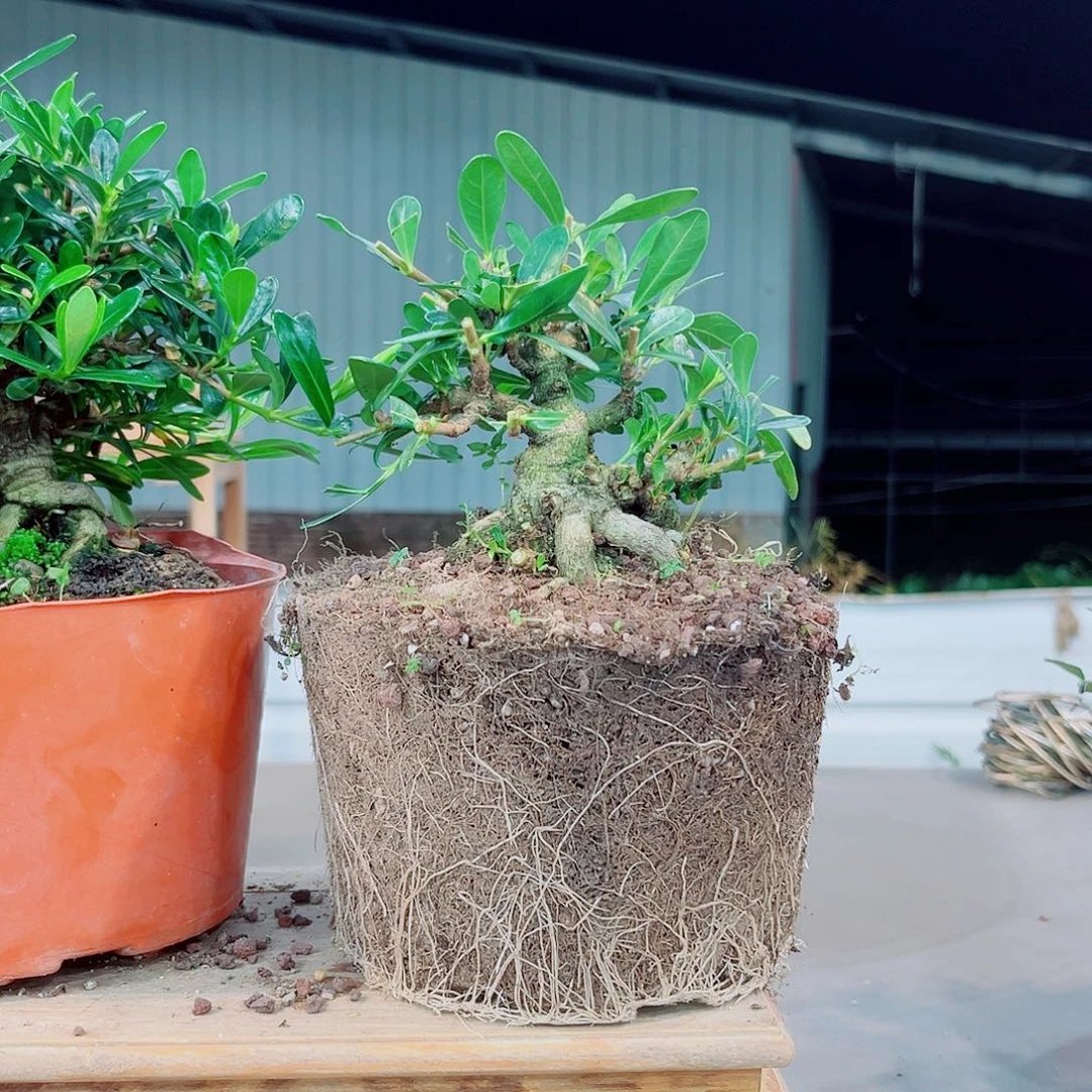 ****]腊玉栀子花花花花