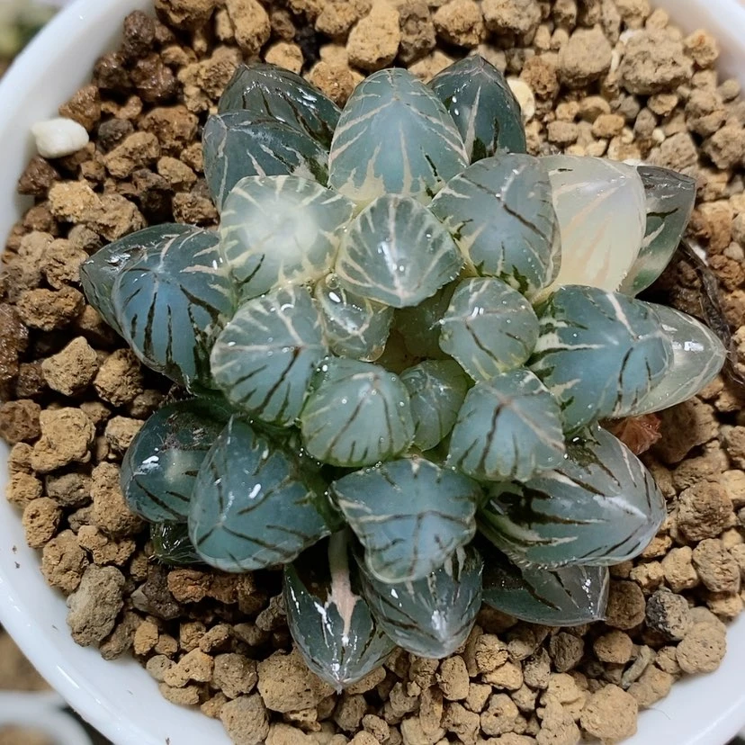 【闪购商品】30霓虹灯玉露锦