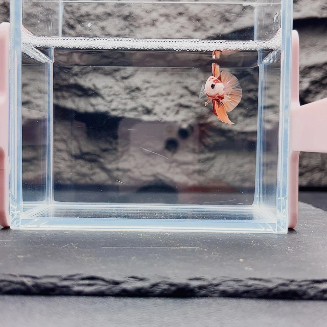 海水鱼宙斯斗鱼竞拍11-04