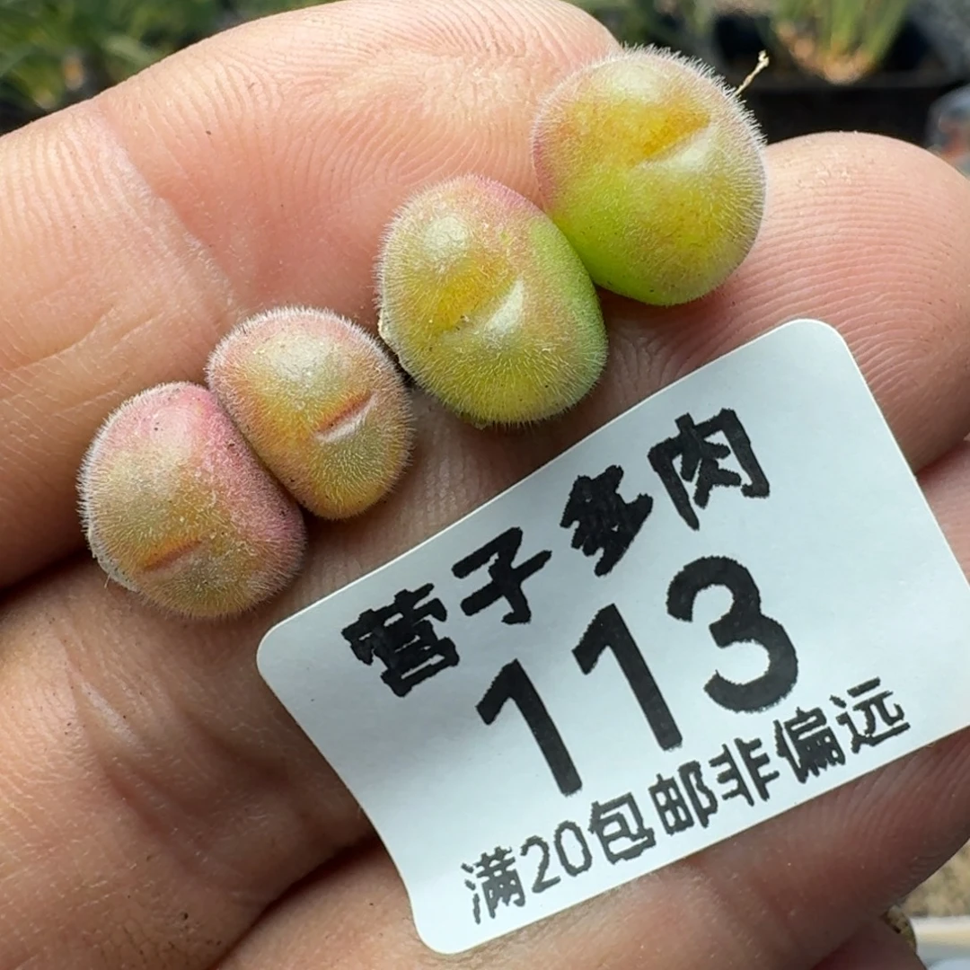 长毛两颗双头。