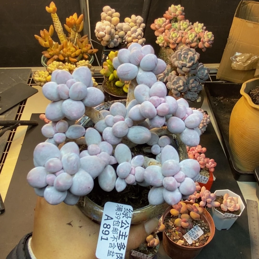 891香水手指奶多肉9cm