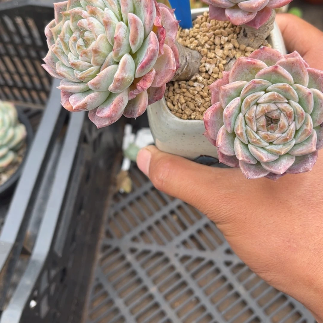 婉*?403粉色白恋多肉