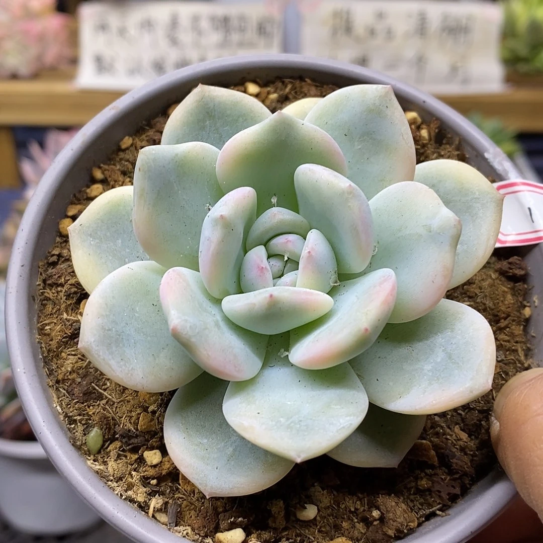 26136 优选橙子锦