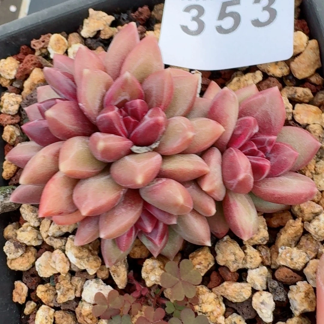 迷雾泡泡      愿你一路坦途，乘风破浪展宏图