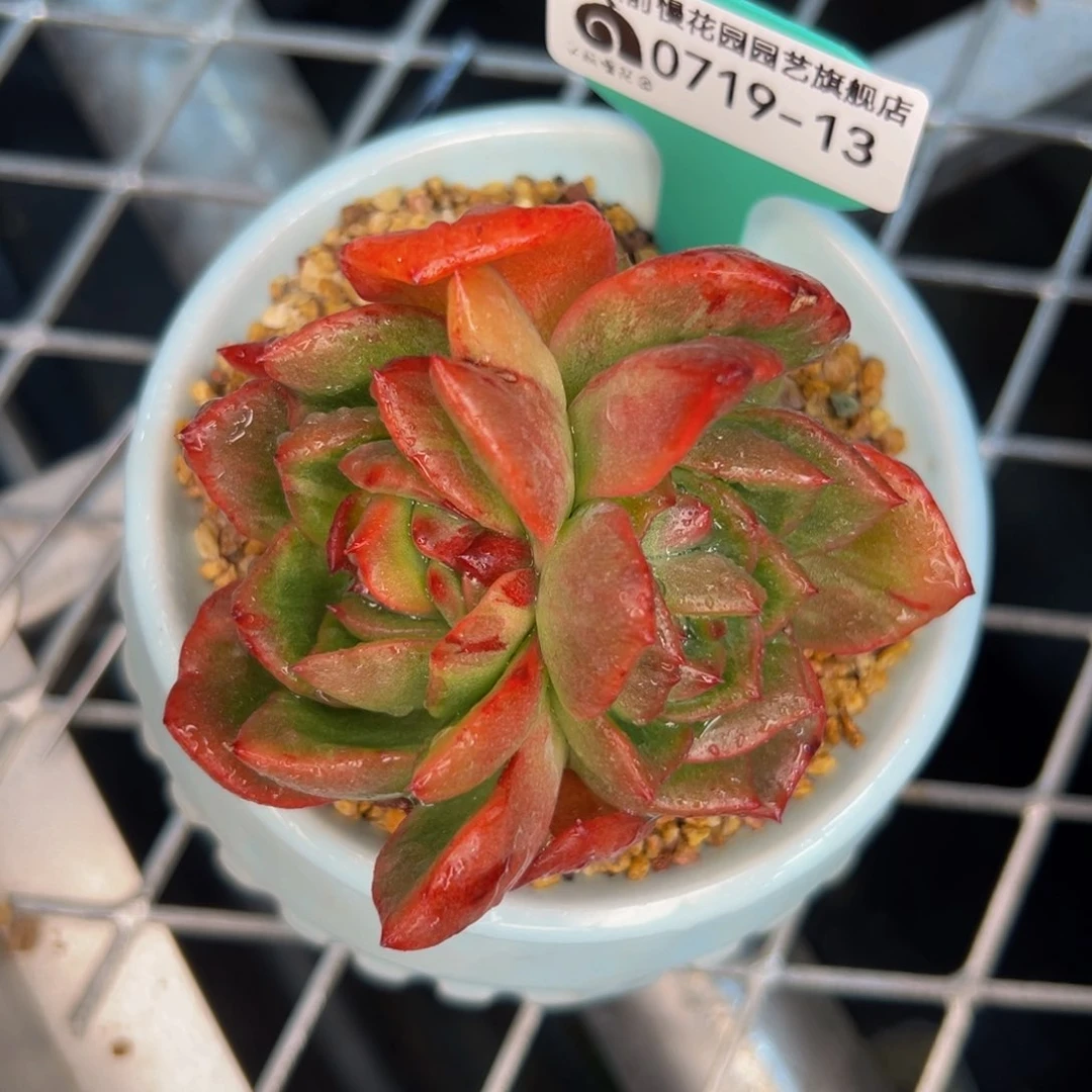 多肉一物一拍0719-13