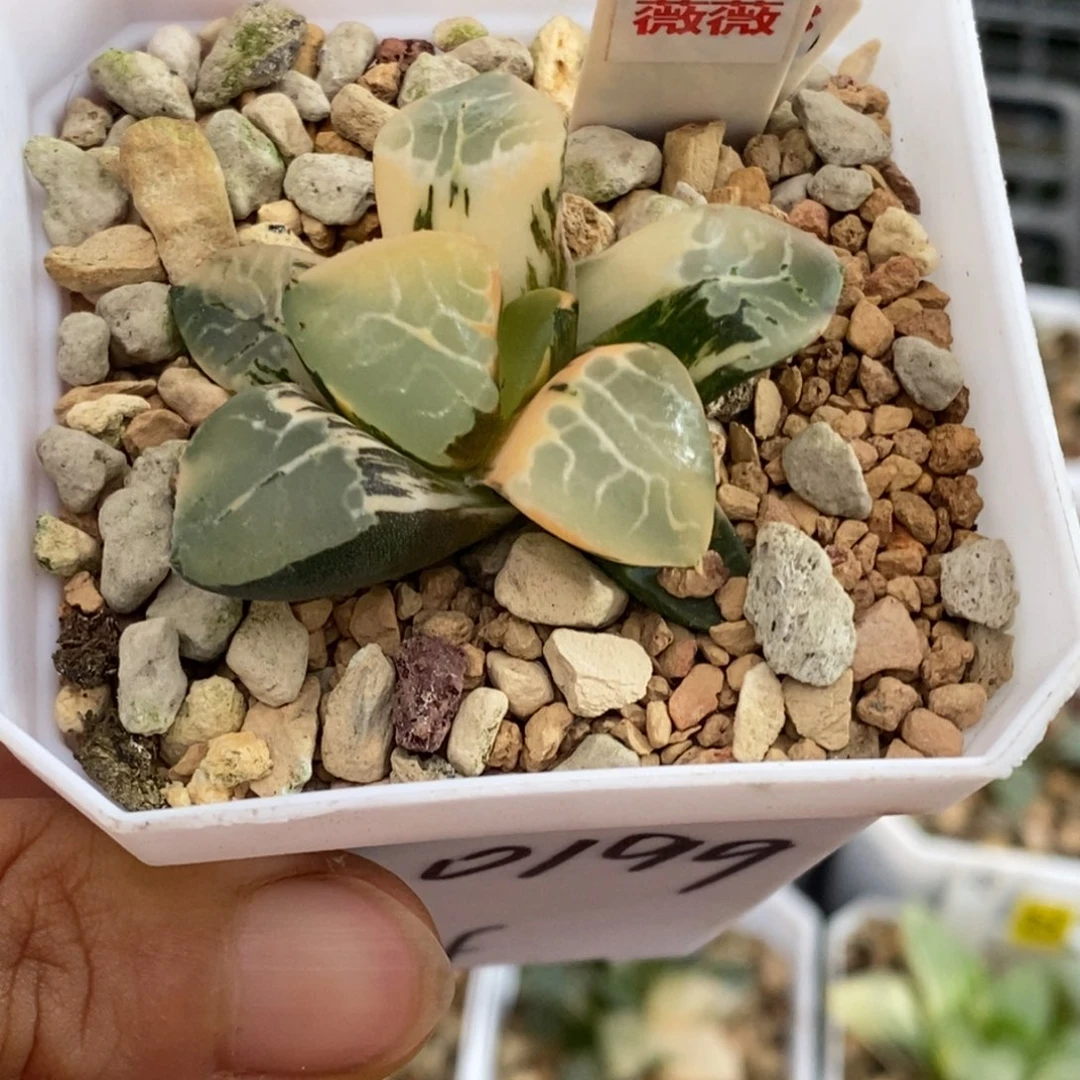 324号火凤凰克锦多肉