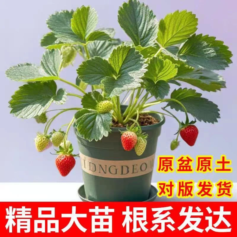 爆款新品原盆原土大盆草莓苗四季结果南北方种植室内阳台盆栽新手