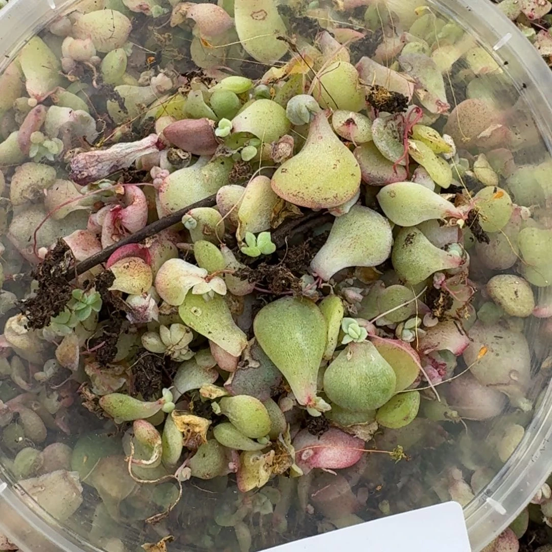 多肉杂交多种叶子混合量拍10-28