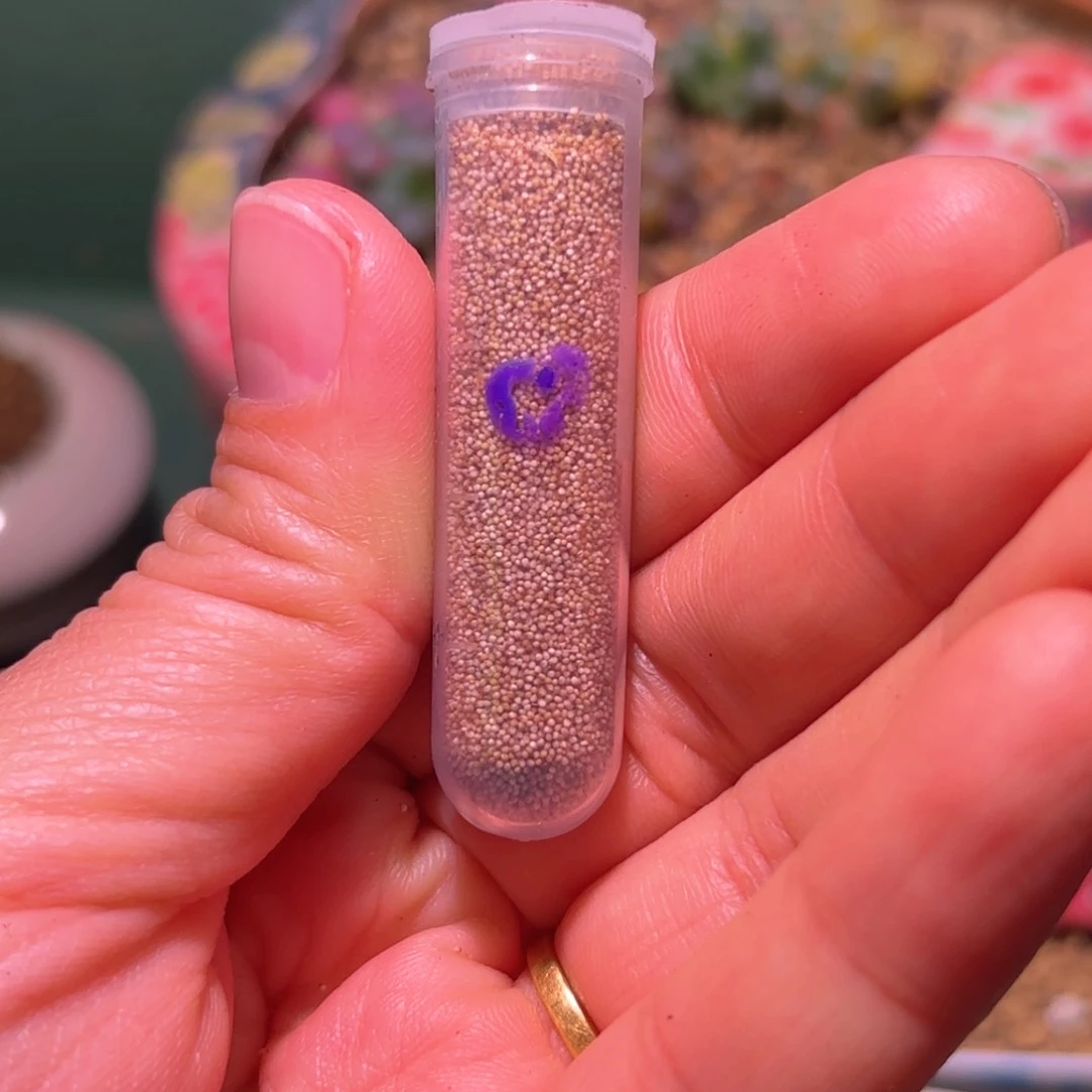 植*?70粒➕播种套盒五十铃玉锦种子