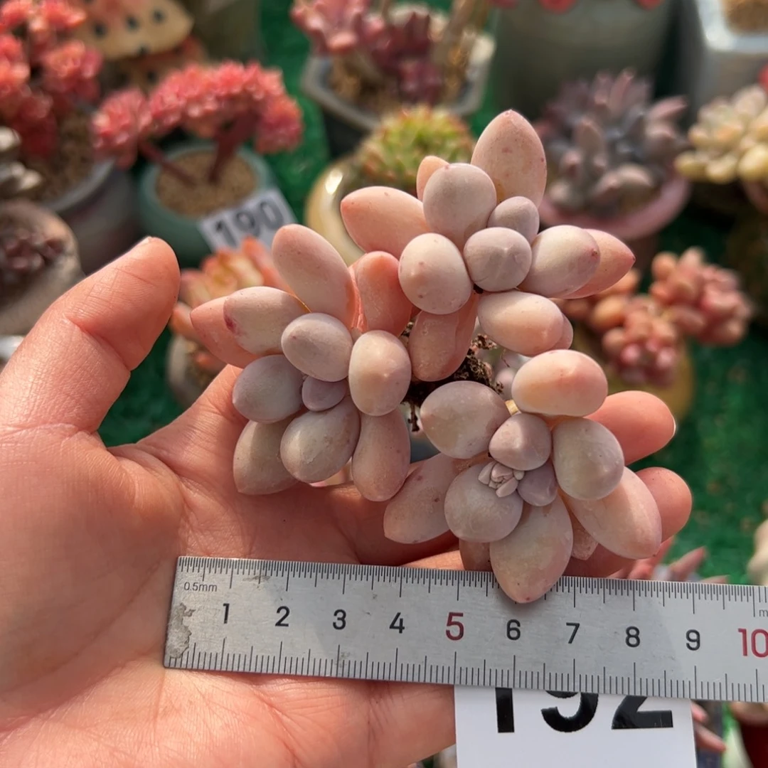 艳192 多肉植物组合盆栽