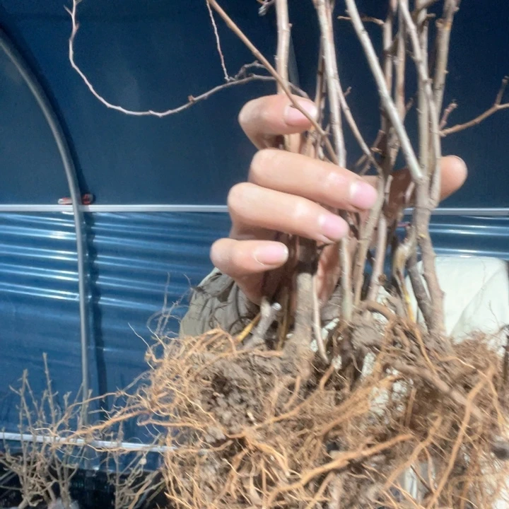 原生高阳海棠花苗一颗